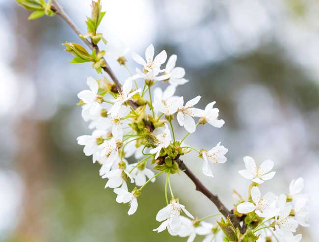 Growing Fruit Trees in Perth WA