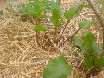 pea straw mulch