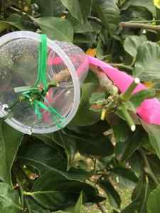 gall wasp trap