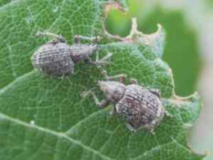 garden weevil