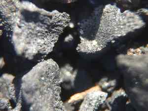 biochar closeup