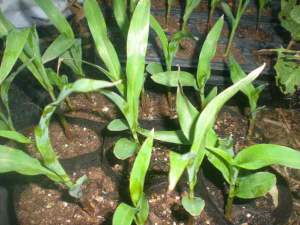 corn seedlings