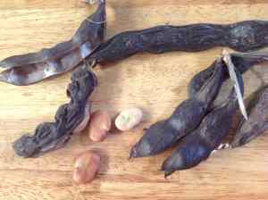 broad bean seeds