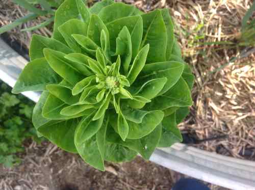 Cos Lettuce Head