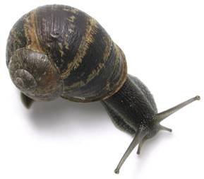 snail